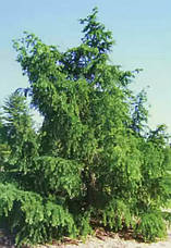 Модрина японська 2 річна, Лиственница японская, Larix kaempferi / leptolepis, фото 5