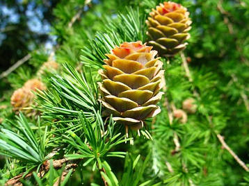 Модрина японська 2 річна, Лиственница японская, Larix kaempferi / leptolepis, фото 3