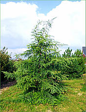 Модрина японська 2 річна, Лиственница японская, Larix kaempferi / leptolepis, фото 4