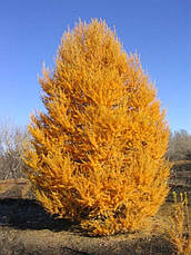 Модрина Сибірська 3 річна, Модрина сибірська, Larix sibirica, фото 3