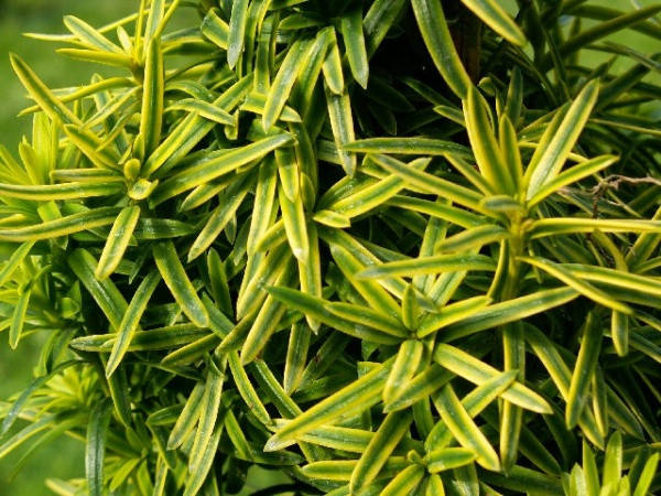 Порно жұлдызы Райли Рид қара шұлықпен нәзік трахает алады