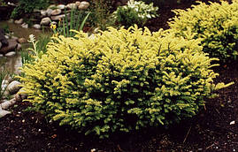 Тис ягідний Elegantissima 4 річний, Тис ягідний Елегантіссіма, Taxus baccata Elegantissima, фото 3