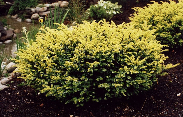 Тис ягідний Elegantissima 4 річний, Тис ягідний Елегантіссіма, Taxus baccata Elegantissima - фото 2 - id-p561379795