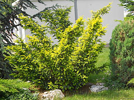 Тис ягідний Elegantissima 4 річний, Тис ягідний Елегантіссіма, Taxus baccata Elegantissima, фото 4