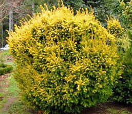 Тис ягідний Elegantissima 4 річний, Тис ягідний Елегантіссіма, Taxus baccata Elegantissima, фото 5