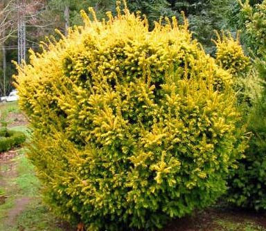 Тис ягідний Elegantissima 4 річний, Тис ягідний Елегантіссіма, Taxus baccata Elegantissima - фото 4 - id-p561379795