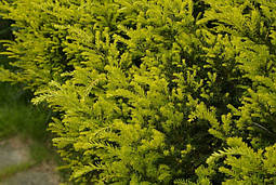 Тис ягідний Elegantissima 4 річний, Тис ягідний Елегантіссіма, Taxus baccata Elegantissima, фото 6