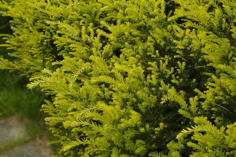 Тис ягідний Elegantissima 4 річний, Тис ягідний Елегантіссіма, Taxus baccata Elegantissima - фото 5 - id-p561379795