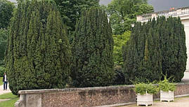 Тис ягідний Fastigiata 3 річний, Тис ягідний Фастігіата, Taxus baccata Fastigiata, фото 3