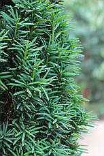 Тис ягідний Fastigiata 3 річний, Тис ягідний Фастігіата, Taxus baccata Fastigiata, фото 4