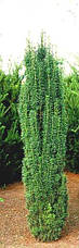 Тис ягідний Fastigiata 3 річний, Тис ягідний Фастігіата, Taxus baccata Fastigiata, фото 5