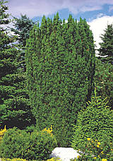 Тис ягідний Fastigiata 3 річний, Тис ягідний Фастігіата, Taxus baccata Fastigiata, фото 6