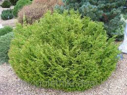 Туйовик долотовидний Nana 2 річний, Туевик долотовидный Нана, Thujopsis dolabrata Nana, фото 4