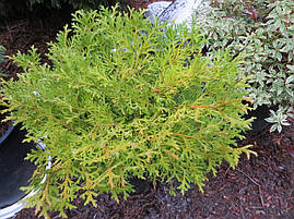 Туйовик долотовидний Nana 2 річний, Туевик долотовидный Нана, Thujopsis dolabrata Nana, фото 2