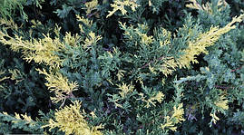 Ялівець китайський Expansa Variegata 3 річний, Ялівець китайський Экспанса Варієгата, Juniperus chinensis, фото 4