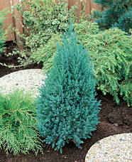 Ялівець китайський Stricta 4 річний, Ялівець китайський Стрікта, Juniperus chinensis Stricta, фото 6
