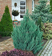 Ялівець китайський Stricta 3 річний, Ялівець китайський Стрікта, Juniperus chinensis Stricta, фото 3