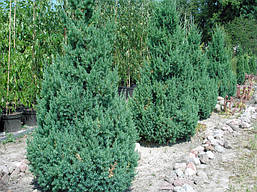 Ялівець китайський Stricta 3 річний, Ялівець китайський Стрікта, Juniperus chinensis Stricta, фото 2