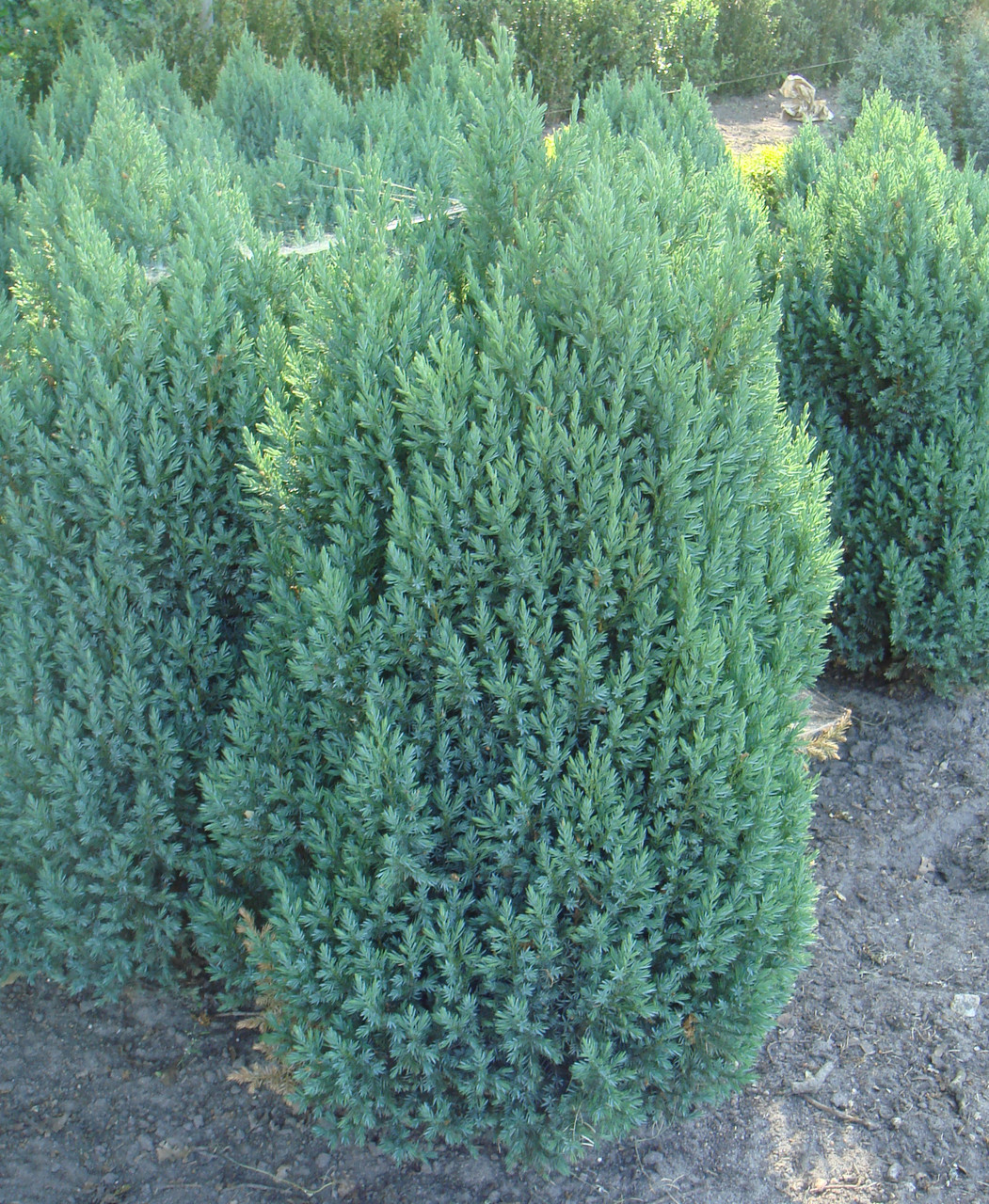 Ялівець китайський Stricta 3 річний, Можжевельник китайский Стрикта, Juniperus chinensis Stricta - фото 5 - id-p448119096