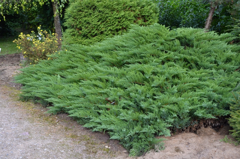 Ялівець козацький Tamariscifolia 3 річний, Можжевельник казацкий Тамарисцифолия Juniperus sabina - фото 3 - id-p448134666