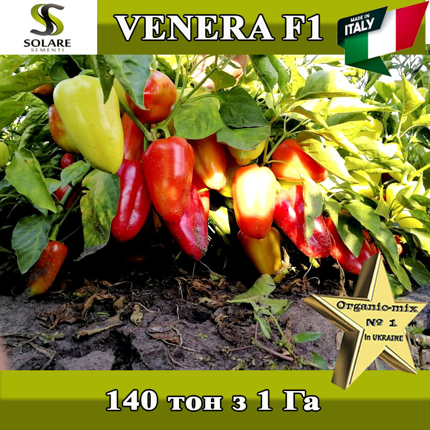 Перець солодкий Венера F1 / Venera F1 , 500 насінин, ТМ Solare Sementi (Італія)