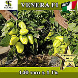 Перець солодкий Венера F1 / Venera F1 , 500 насінин, ТМ Solare Sementi (Італія), фото 3