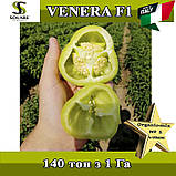 Перець солодкий Венера F1 / Venera F1 , 500 насінин, ТМ Solare Sementi (Італія), фото 4