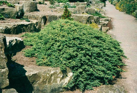 Ялівець лежачий Nana 5 річний, Ялівець лежачий Нана, Juniperus procumbens Nana, фото 1