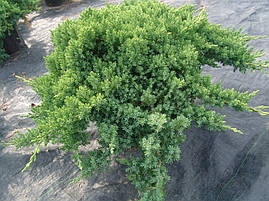 Ялівець лежачий Nana 5 річний, Ялівець лежачий Нана, Juniperus procumbens Nana, фото 4