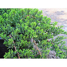 Ялівець лежачий Nana 5 річний, Ялівець лежачий Нана, Juniperus procumbens Nana, фото 6