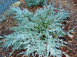 Ялівець лускатий Blue Carpet 3 річний, Ялівець лускатий Блю Карпет, Juniperus squamata Blue Carpet, фото 3