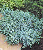 Ялівець лускатий Blue Carpet 3 річний, Можжевельник чешуйчатый Блю Карпет, Juniperus squamata Blue Carpet