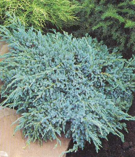 Ялівець лускатий Blue Carpet 4 річний, Ялівець лускатий Блю Карпет, Juniperus squamata Blue Carpet
