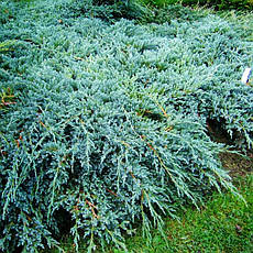 Ялівець лускатий Blue Carpet 3 річний, Ялівець лускатий Блю Карпет, Juniperus squamata Blue Carpet, фото 3