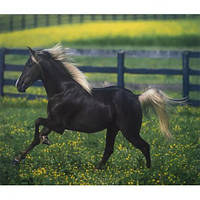 Алмазний живопис 40х50 GLE76370 у картонній коробці купити дешево оптом в інтернет-магазині