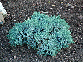 Ялівець лускатий Blue Star 3 річний, Ялівець лускатий Блю Стар, Juniperus squamata Blue Star, фото 2