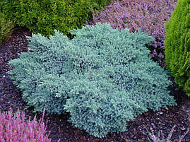 Ялівець лускатий Blue Star 3 річний, Ялівець лускатий Блю Стар, Juniperus squamata Blue Star, фото 3