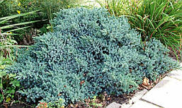 Ялівець лускатий Blue Star 3 річний, Ялівець лускатий Блю Стар, Juniperus squamata Blue Star, фото 2