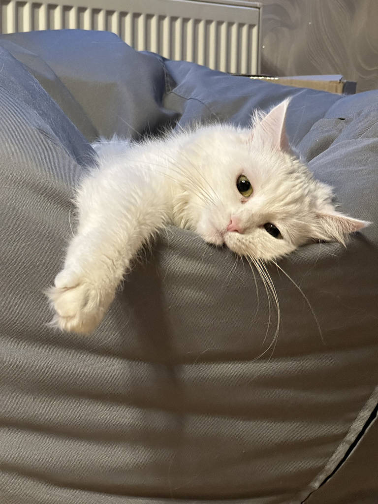 Brit Care Cat Sterilised & Weight Control сухий корм для стерилізованих котів контроль ваги 7 кг - фото покупців 2