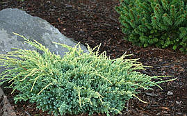 Ялівець лускатий Holger 3 річний, Ялівець лускатий Холгер, Juniperus squamata Holger, фото 2