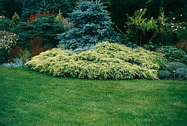 Ялівець лускатий Holger 3 річний, Ялівець лускатий Холгер, Juniperus squamata Holger, фото 4