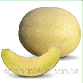 Насіння Диня КS 5622 F1 поштучно 10 насіння Kitano Seeds, фото 1