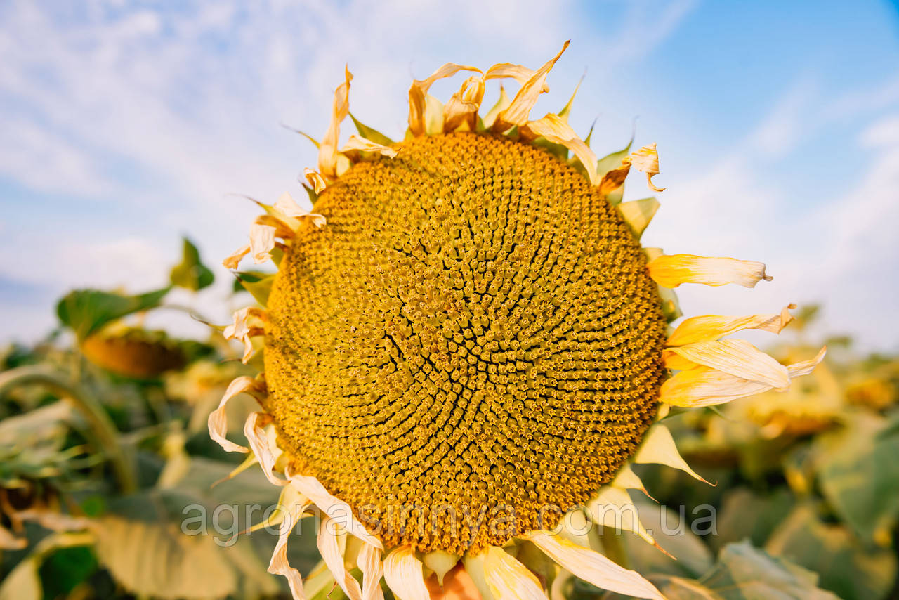 Насіння соняшника ЛГ 5478, Limagrain, фото 1