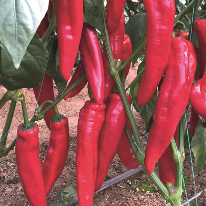 Насіння солодкого перцю Армагеддон F1 (Armageddon F1) Yuksel Seeds 100