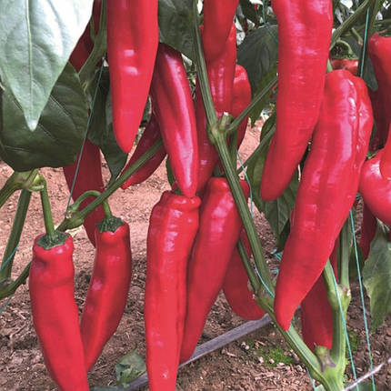 Насіння солодкого перцю Армагеддон F1 (Armageddon F1) Yuksel Seeds 100, фото 1