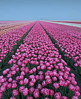 Алмазна мозаїка "Поле рожевих тюльпанів", без підрамника, 35*45см, ТМ Dreamtoys