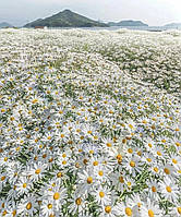 Алмазна мозаїка "Поле ромашок на тлі гір", без підрамника, 35*45см, ТМ Dreamtoys