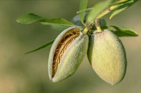 Мигдаль Вікторія (привитий)