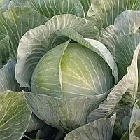 Насіння капусти Кеплер F1 (Syngenta), 2 500 насінин ― середньопізня (130-135 днів), білокачанна