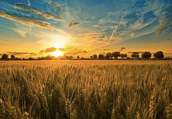 Алмазна мозаїка "Золоте поле під сонцем", 40*50 см, на рамці, ТМ Dreamtoys